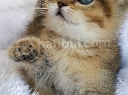 Britişh Shorthair Full Üretim Secereli  Dişi Ny 25 görsel