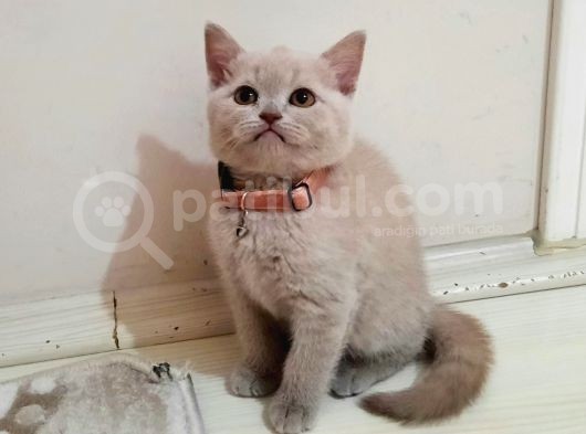 Hepsi Yeni Yuvasına Hazır görsel