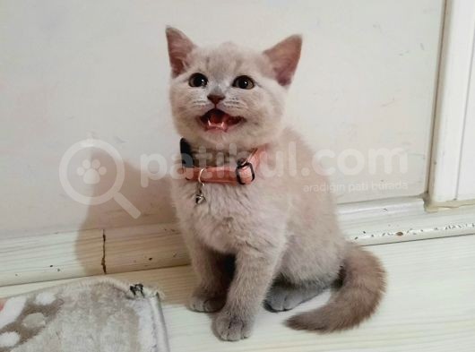 Hepsi Yeni Yuvasına Hazır görsel