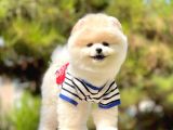 Ayıcık Sevimli Boo Pomeranian Yavrular