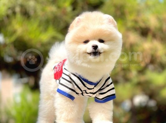 Ayıcık Sevimli Boo Pomeranian Yavrular görsel