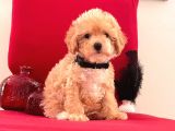 Toy Poddle Yavrular