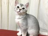 British Silver Erkek Kedi