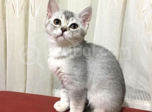British Silver Erkek Kedi