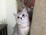 British Silver Erkek Kedi
