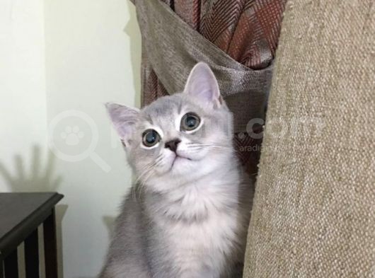British Silver Erkek Kedi görsel