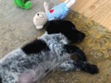 2 Aylık Maltese Terrier Dişi Yavru