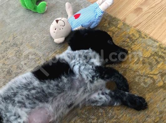 2 Aylık Maltese Terrier Dişi Yavru görsel