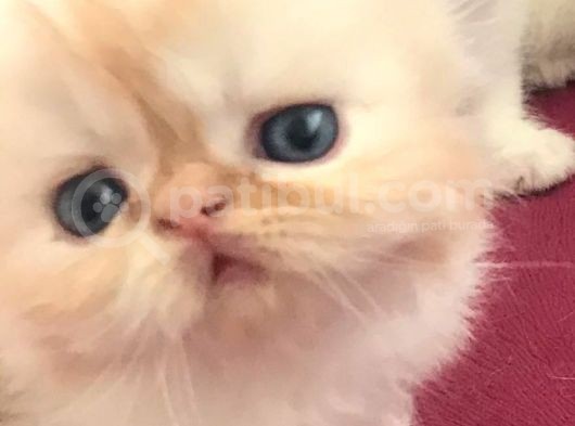 Anne Baba Şecereli Safkan Exotic Bebekler görsel