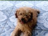 Orjinal Toy Poodle!
