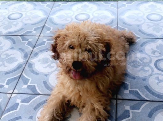 Orjinal Toy Poodle! görsel