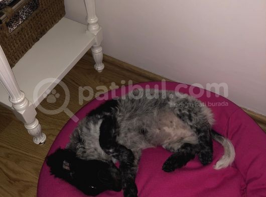 2 Aylık Maltese Terrier Dişi Yavru görsel