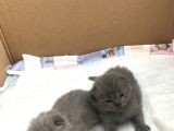British Shorthair Ve Scottish Kedi