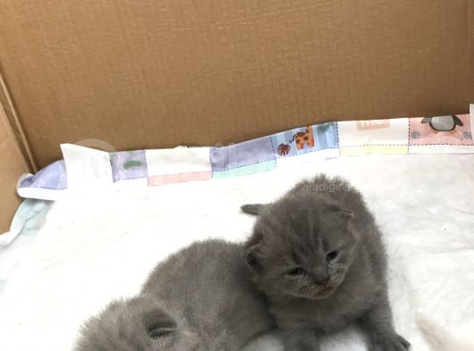 British Shorthair Ve Scottish Kedi görsel