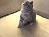 Safkan British Shorthair Yavru