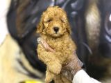Orjinal Toy Poodle Yavrular