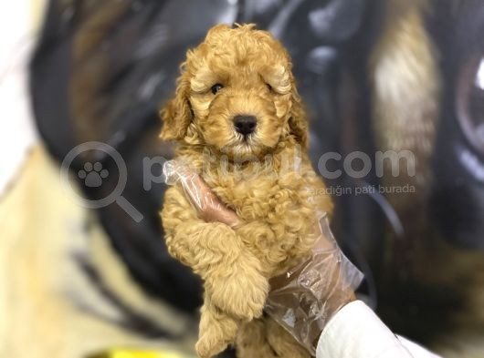 Orjinal Toy Poodle Yavrular görsel