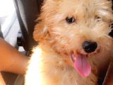 Orjinal Toy Poodle!