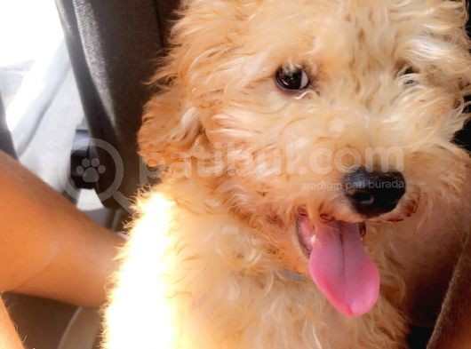 Orjinal Toy Poodle! görsel