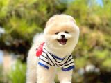 Ayıcık Sevimli Boo Pomeranian Yavrular
