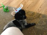 2 Aylık Maltese Terrier Dişi Yavru