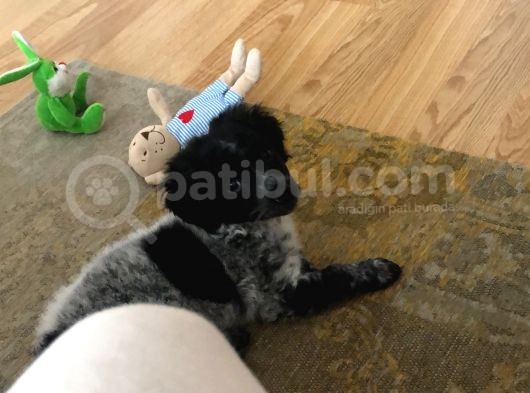 2 Aylık Maltese Terrier Dişi Yavru görsel