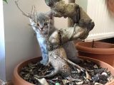 Safkan British Shorthair Yavru