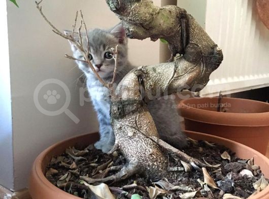Safkan British Shorthair Yavru görsel