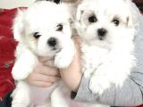 Mini Boy Maltese Yavrular