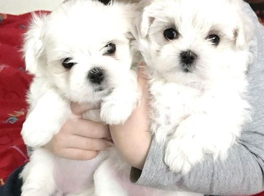 Mini Boy Maltese Yavrular