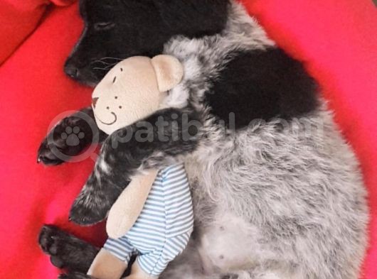 2 Aylık Maltese Terrier Dişi Yavru