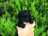 Anne Altından Dişi Black Toy Poodle Yavru
