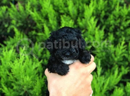 Anne Altından Dişi Black Toy Poodle Yavru