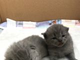 British Shorthair Ve Scottish Kedi
