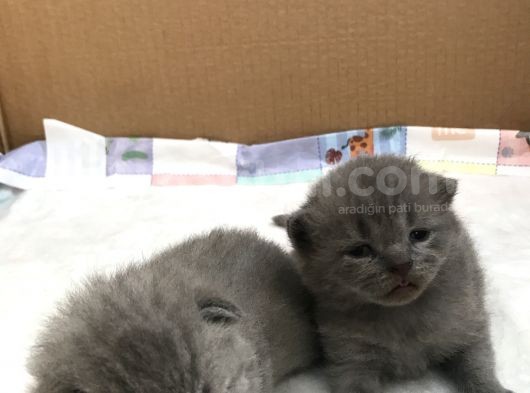 British Shorthair Ve Scottish Kedi görsel