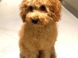Orjinal Toy Poodle!