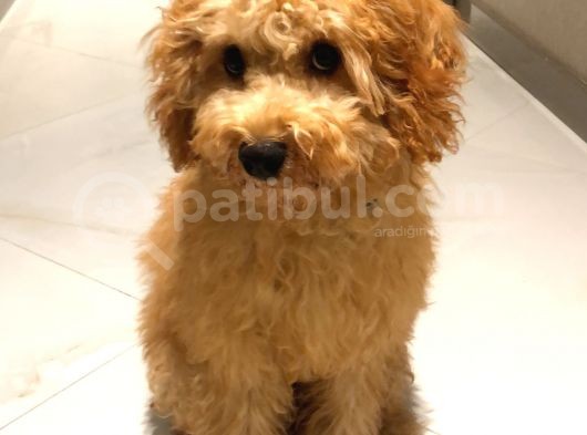Orjinal Toy Poodle!