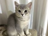 British Silver Erkek Kedi