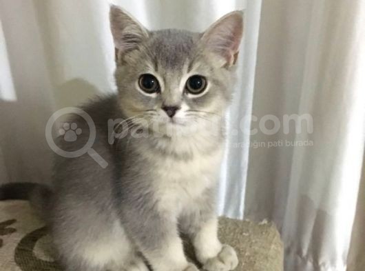British Silver Erkek Kedi