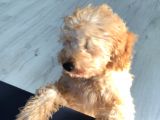 Orjinal Toy Poodle!