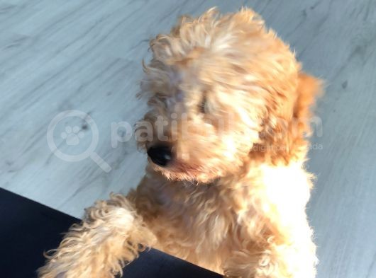 Orjinal Toy Poodle! görsel