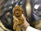 Orjinal Toy Poodle Yavrular