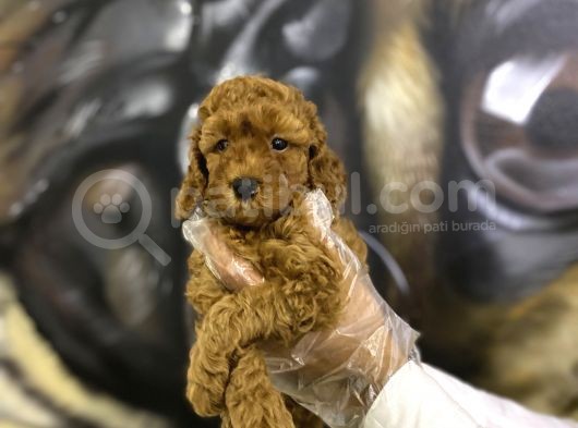 Orjinal Toy Poodle Yavrular