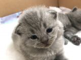 British Shorthair Ve Scottish Kedi