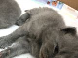 British Shorthair Ve Scottish Kedi