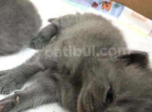 British Shorthair Ve Scottish Kedi görsel