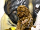 Orjinal Toy Poodle Yavrular