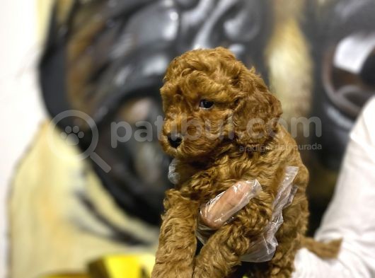 Orjinal Toy Poodle Yavrular görsel