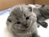 British Shorthair Ve Scottish Kedi