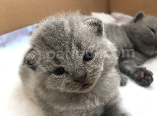 British Shorthair Ve Scottish Kedi görsel
